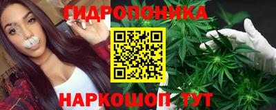 шишки Новодвинск